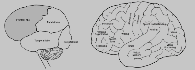 Brain Structures Involved in Learning